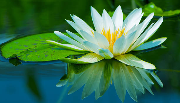 istock Waterlily on the lake 604858276