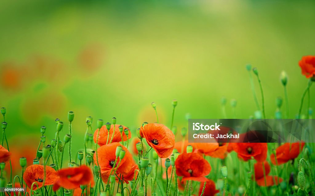 Beautiful Poppy Flowers Field Agricultural Field Stock Photo