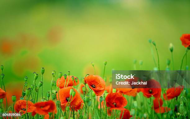 Beautiful Poppy Flowers Field Stock Photo - Download Image Now - Agricultural Field, Beauty, Beauty In Nature