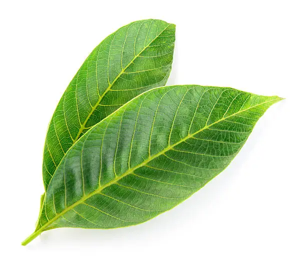 Walnut leaves isolated on white background.