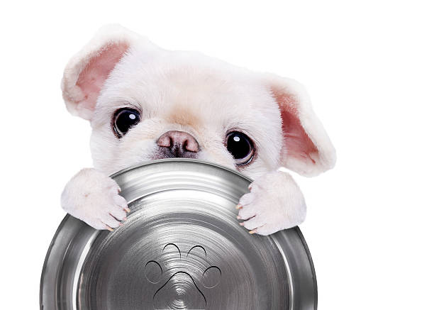 istock Hungry dog holding food bowl. 604861716