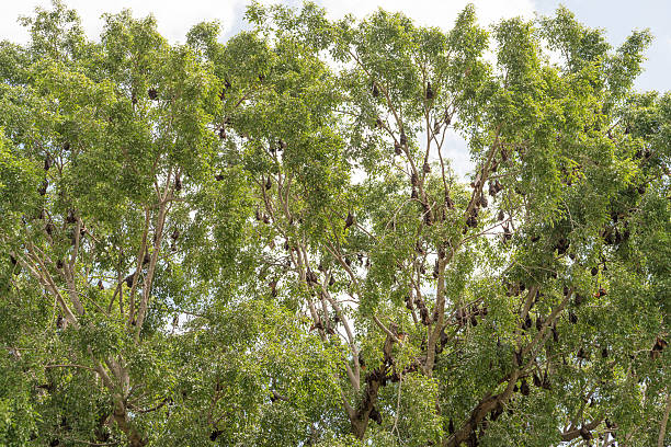 istock Little red flying fox, Pteropus scapulatus, colony in tree 604862798