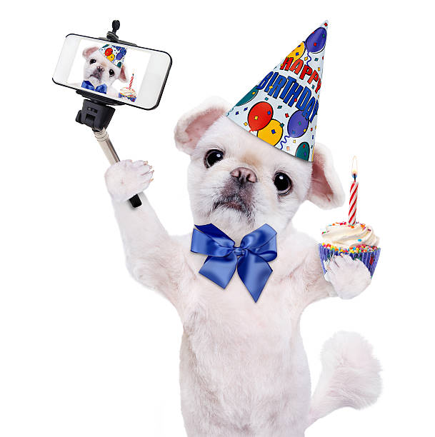 istock Birthday dog taking a selfie together with a smartphone. 604864004