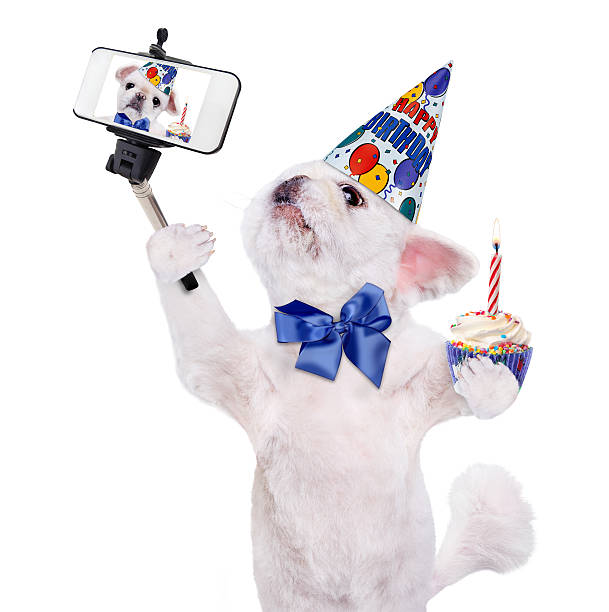 istock Birthday dog taking a selfie together with a smartphone. 604864262
