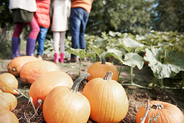 istock Halloween pumpkin in the field 604864540