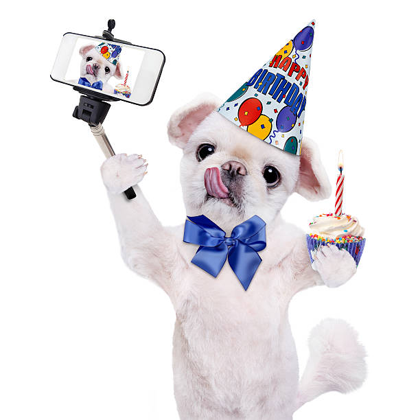 istock Birthday dog taking a selfie together with a smartphone. 604865328