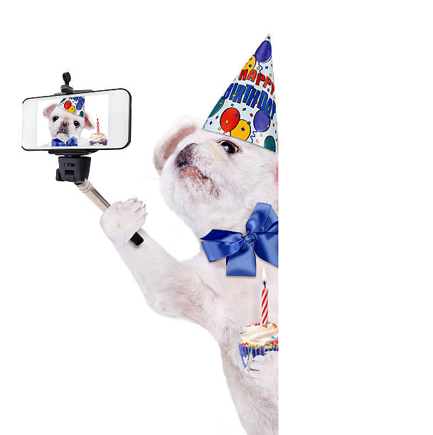 istock Birthday dog taking a selfie together with a smartphone. 604865484