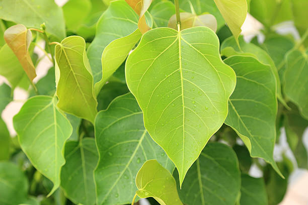 istock Young pipal leaves. Green leaf Spring scene natural background. 604870158