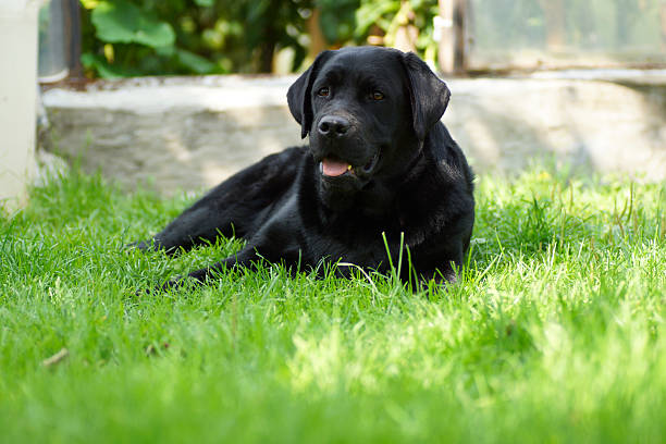 istock Black dog lying on the grass. 604875842