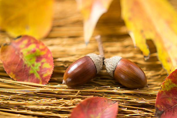istock Acorns and autumn leaves 604892698