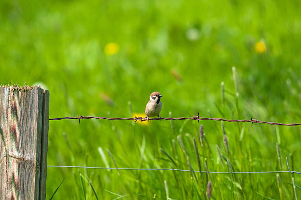 istock Sparrow sitting in rural environment 604892892
