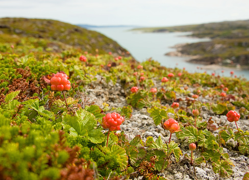 cloudberries on the shores of the Barents Sea