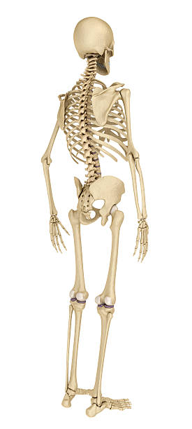 istock Human skeleton isolated , Medically accurate 3d illustration . 604893318