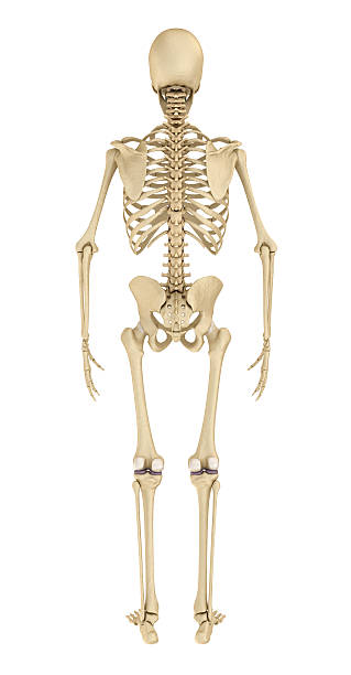 istock Human skeleton isolated , Medically accurate 3d illustration . 604893418