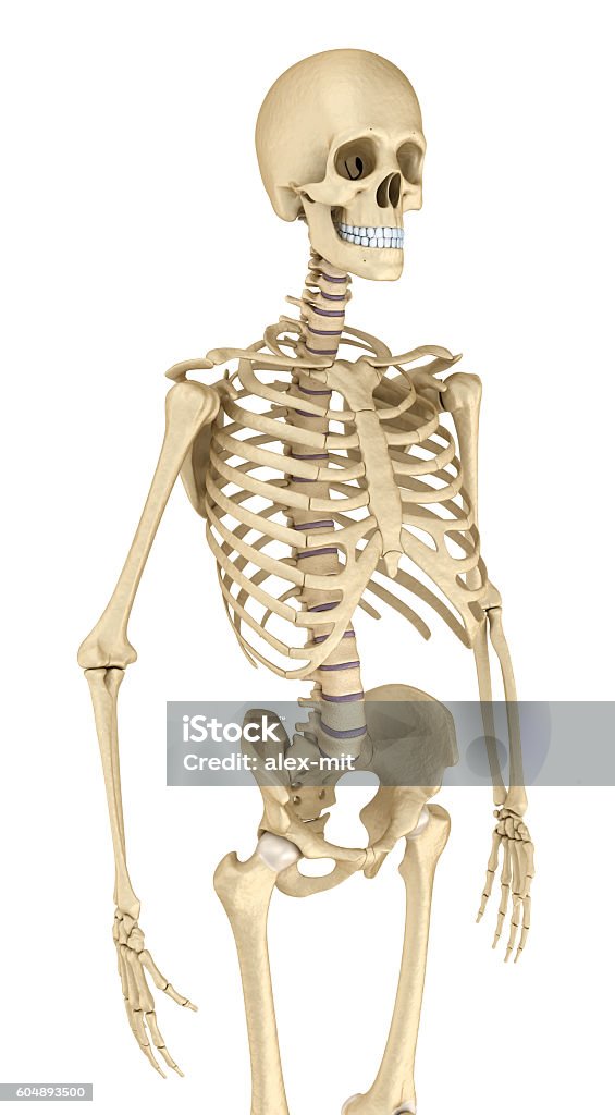 Human skeleton isolated , Medically accurate 3d illustration . 
Human skeleton isolated , Medically accurate 3d illustration . Advice Stock Photo