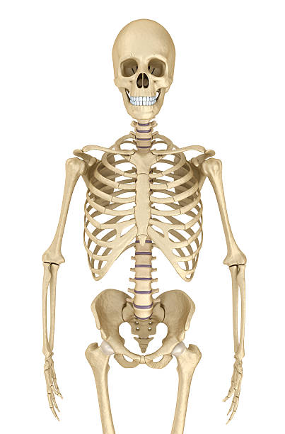 istock Human skeleton isolated , Medically accurate 3d illustration . 604893540
