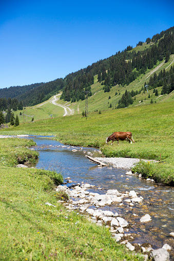 Swiss cow crossing a river stream in in bucolic green summer alpine meadow, Swiss Alps mountain massif, canton du Valais, Switzerland