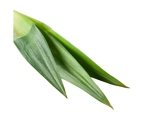 Fresh pineapple leaves isolated on white background. With clipping path.