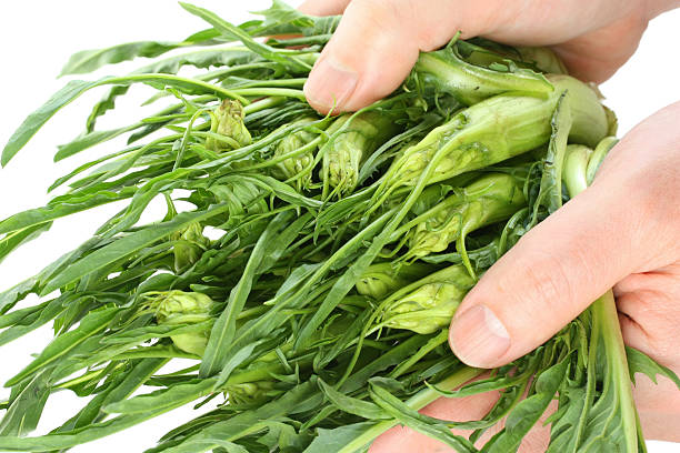 hands holding puntarelle (asparagus chicory), italian vegetable hands holding puntarelle (asparagus chicory), italian vegetable puntarelle stock pictures, royalty-free photos & images