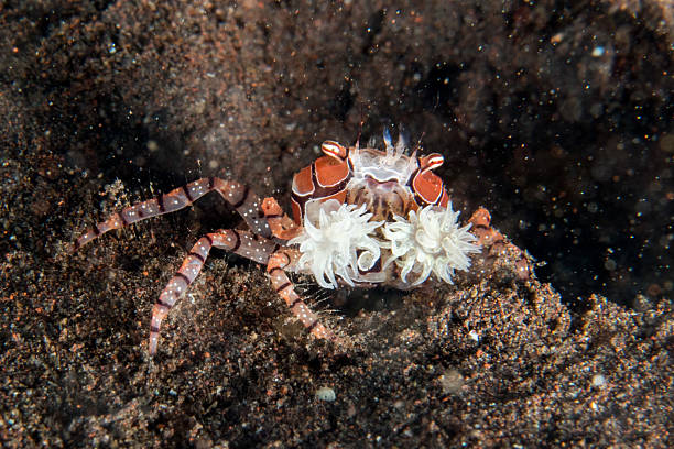 istock Boxer crab underwater close up portrait macro 604895236