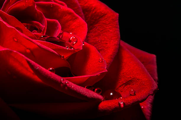 istock Water droplets on a red rose petals macro background 604895464