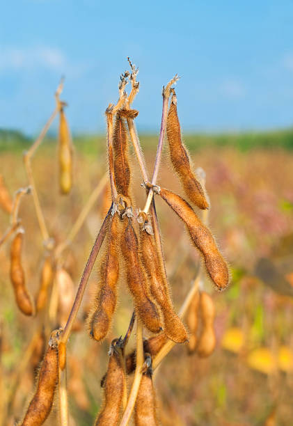istock Close up of soybean plant 604896892