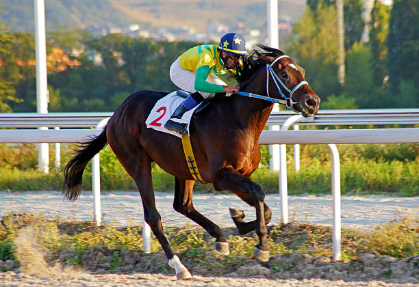 corrida de cavalos em pyatigorsk. - flat racing - fotografias e filmes do acervo