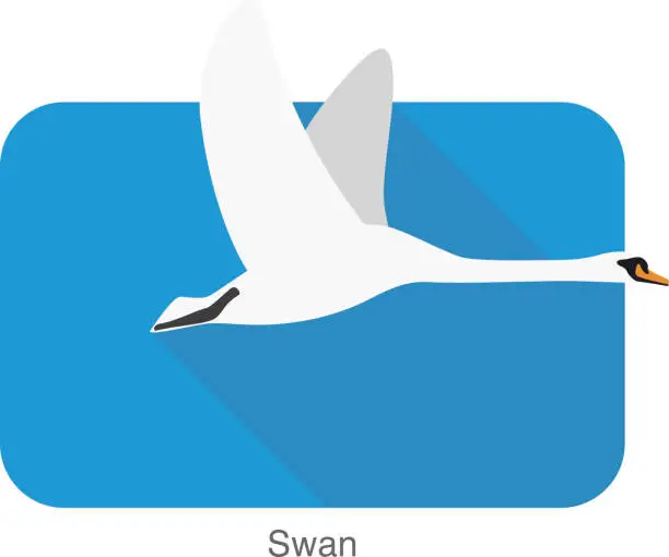 Vector illustration of mute swan, cartoon vector illustration