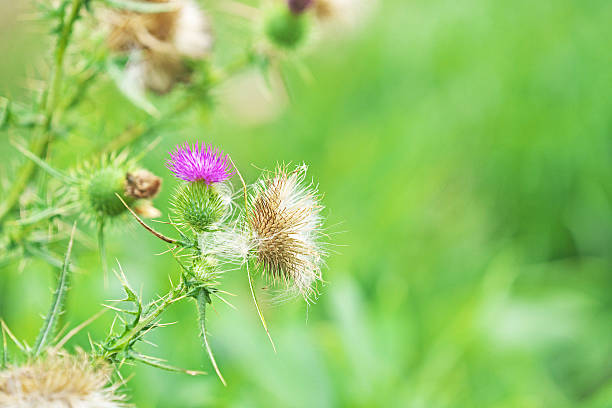 istock Cotton wool of the thistle 604899210