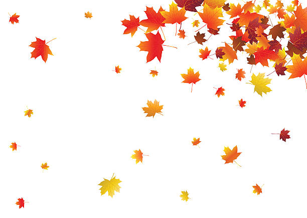 illustrazioni stock, clip art, cartoni animati e icone di tendenza di sfondo astratto con foglie d'acero volanti. - maple tree autumn textured leaf