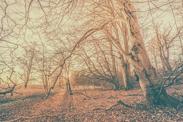 istock Magical sunrise in a spooky forest 604900432