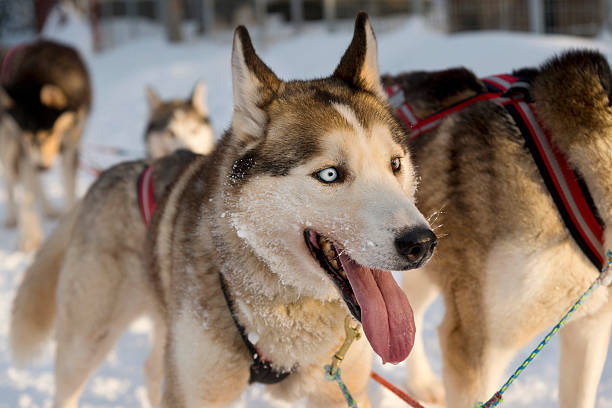 istock Dogs sledding with huskies in a beautiful wintry landscape, Lapland 604902358