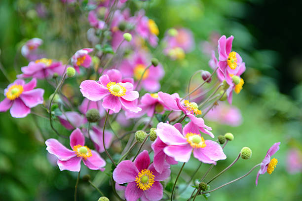 Anemone hupehensis japonica flowering plant, Japanese anemone flowers in bloom, thimbleweed windflowers, bright pink petals and yellow center, blue sky