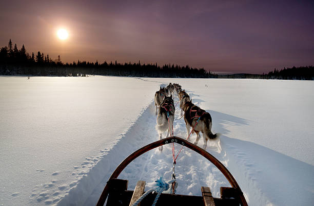 istock Dogs sledding with huskies in a beautiful wintry landscape, Lapland 604903506
