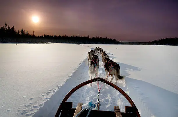 Dogs sledding with huskies in a beautiful wintry landscape, Swedish Lapland