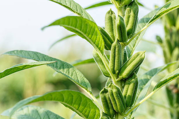 Sesame seed plants were grown in the countryside farmland green Sesame seed plants were grown in the countryside farmland sesame stock pictures, royalty-free photos & images