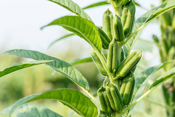 plantas de sementes de gergelim foram cultivadas nas terras agrícolas do campo - gergelim - fotografias e filmes do acervo