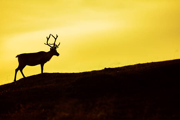 istock Silhouette of deer against sky at sunset 604926124