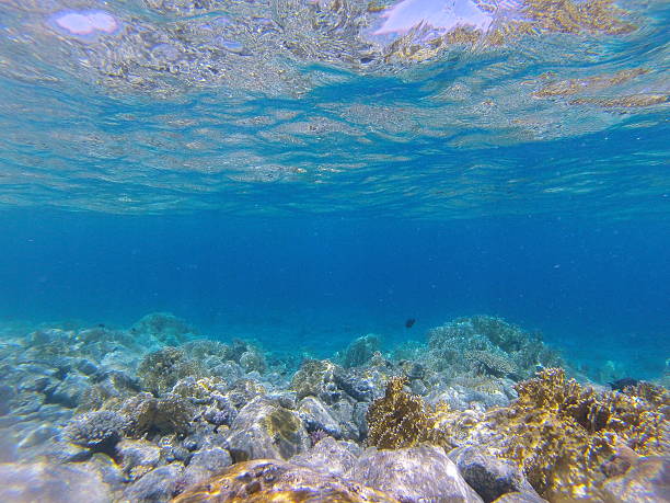 istock stones and corals on the seafloor 604926580