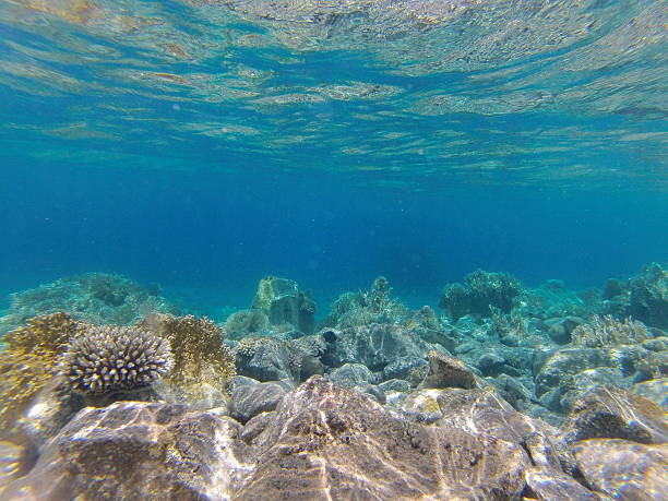 istock stones and corals on the seafloor 604926664