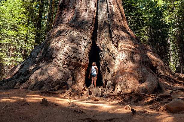 jeune femme debout près de sequoia tree, parc national de californie, états-unis. - ancient tree usa california photos et images de collection