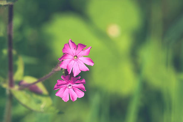 Silene Dioica flowers in violet colors on green background