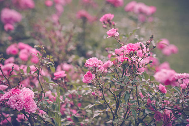 istock Romantic pink roses in a garden 605738976
