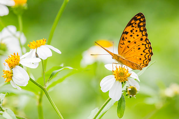 istock Beautiful butterfly on flower 605739836