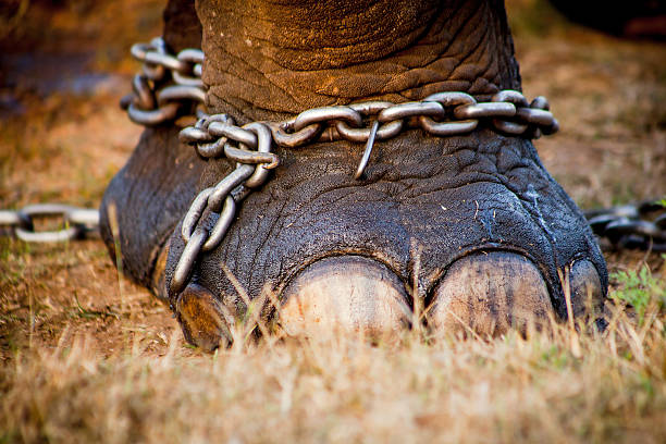 istock Elephant foot taken in India 605741032
