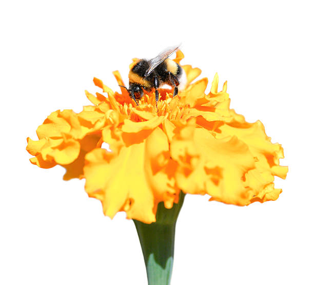 istock Bee collecting honey and Marigold in the fall 605741516