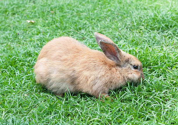 Pequeño conejo doméstico sobre una hierba verde - foto de stock