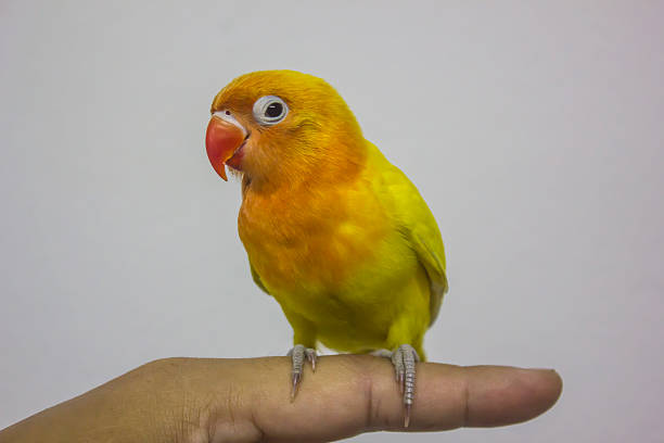 istock beautiful parrot on hand, love bird 605742240