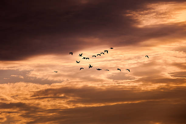 istock Group of  cormorant flying in the sky 605742262