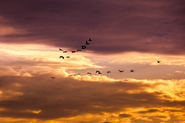 istock Group of  cormorant flying in the sky 605742336